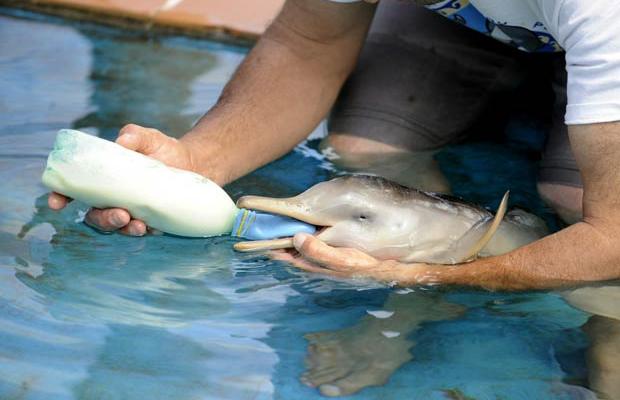 dolphin dolphins cute cuteanimals cutebabyanimals babyanimals animals aquatic aquaticanimals