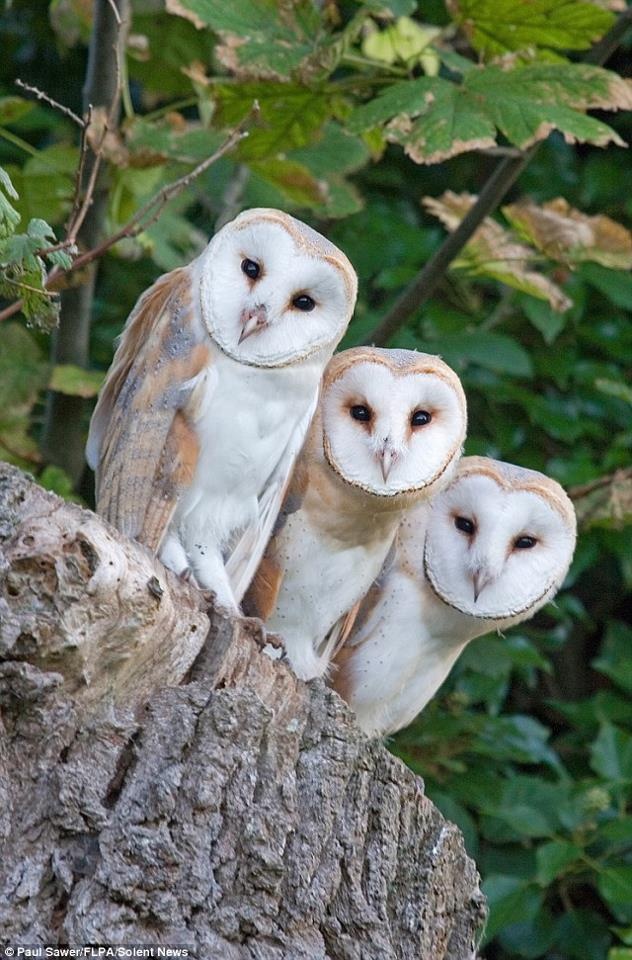 owls