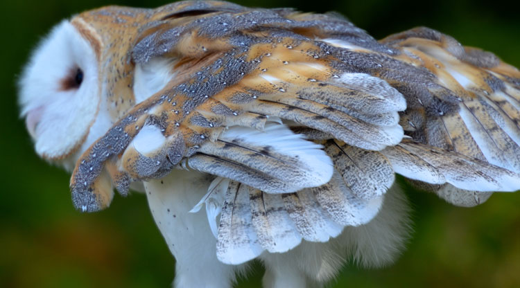 owl owls BarnOwl animals cute