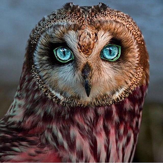 Owl animals cute adorable beautiful nature