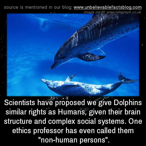 dolphin scientist laws facts humans