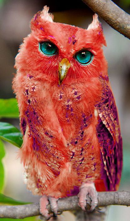 redowl Red Birds nature photo beauty