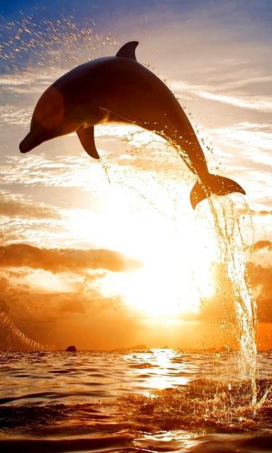 jump sun dolphins